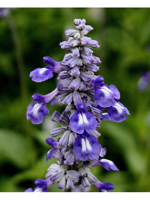 Mealy Blue Sage 'Henry Duelberg' (Salvia farinacea 'Henry Duelberg')