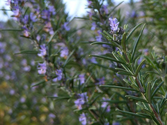 Rosemary, Upright (Salvia rosmarinus)
