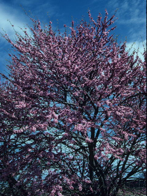 Texas Redbud (Cercis canadensis var. texensis)