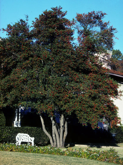 Yaupon holly - Tree / Photo Credit: Sally and Andy Wasowski