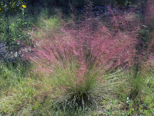 Gulf Coast Muhly (Muhlenbergia capillaris)