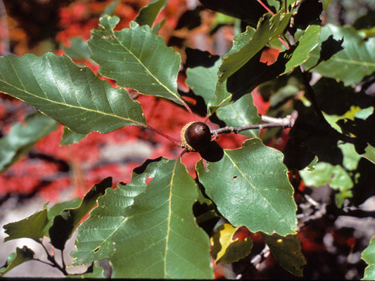 Chinquapin Oak (Quercus muehlenbergii)