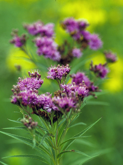 Prairie ironweed / Photo Credit: Sally and Andy Wasowski
