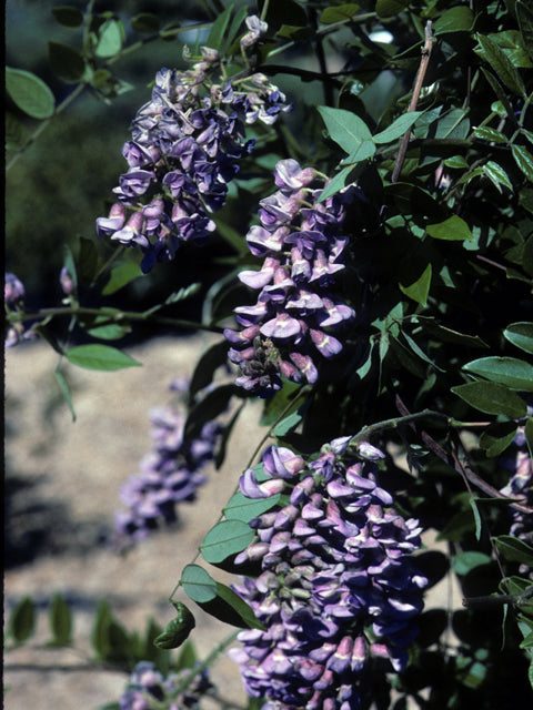 Texas Wisteria (Wisteria frutescens)