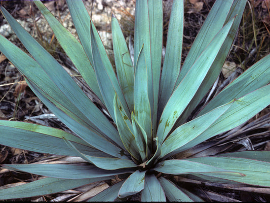 Twist Leaf Yucca, Blue (Yucca rupicola x pallida)