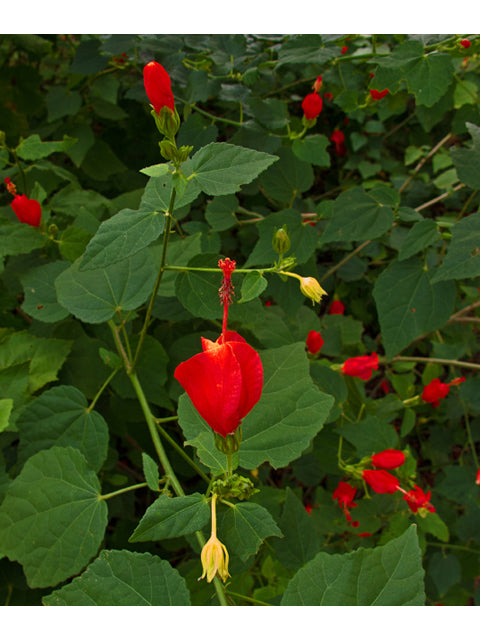 Turk’s Cap (Red) (Malvaviscus arboreus var. drummondii)