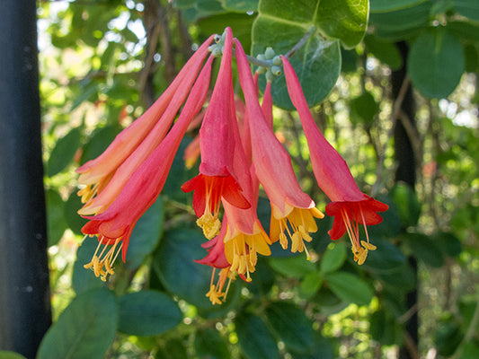 Coral Honeysuckle (Lonicera sempervirens)