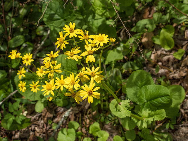 Golden Groundsel (Packera aurea)