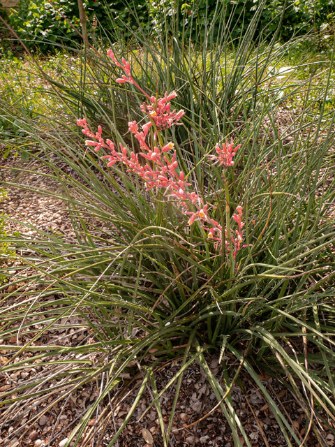 Red Yucca (Hesperaloe parviflora)