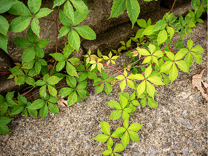 Virginia creeper / Photo Credit: Stephanie Brundage