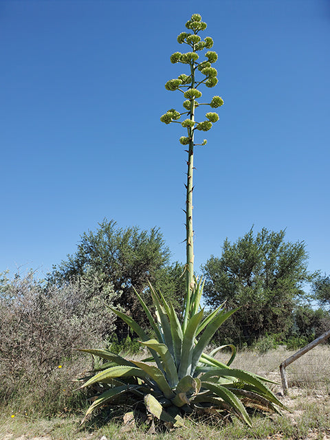 American Blue Agave / Century Plant (Agave americana)