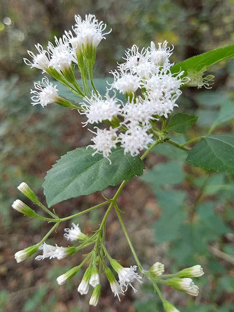 Fragrant Mistflower (Ageratina havanensis)