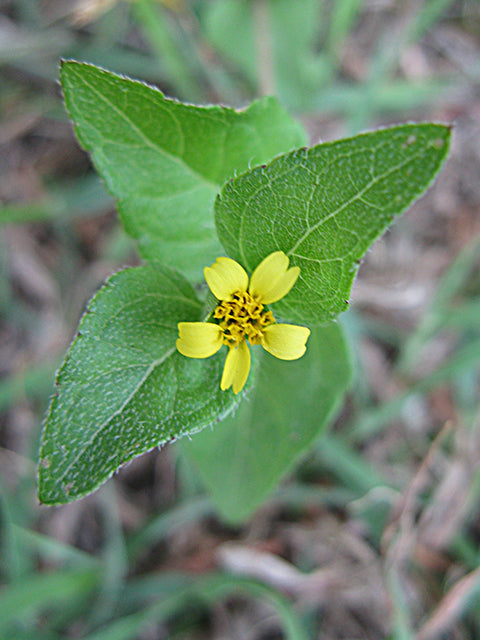 Horseherb (Calyptocarpus vialis)