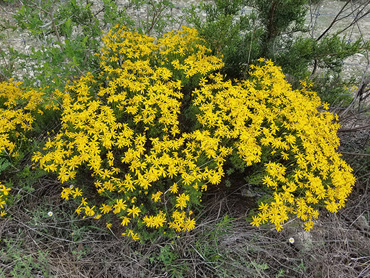 Damianita (Chrysactinia mexicana)