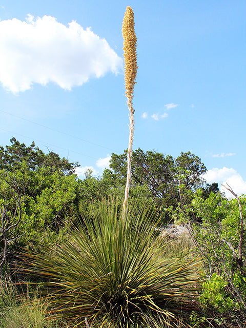 Texas Sotol (Dasylirion texanum)