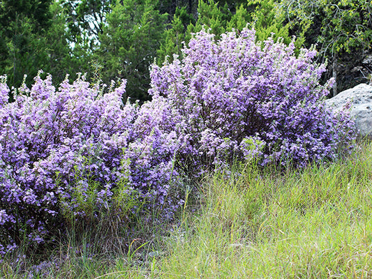 Green Texas Sage (Leucophyllum frutescens)
