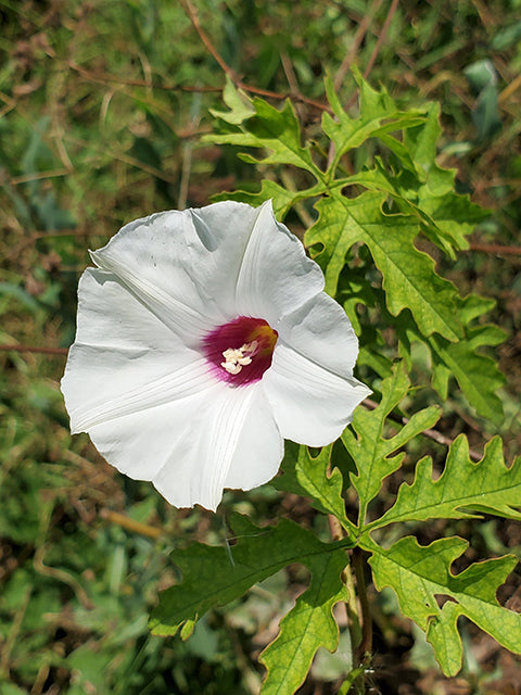 Alamo Vine (Merremia dissecta)