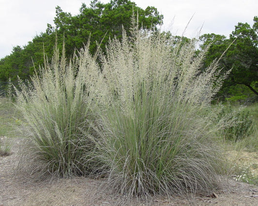 Big Muhly (Muhlenbergia lindheimeri)