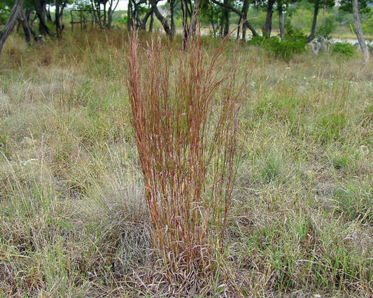 Little Bluestem (Schizachyrium scoparium)