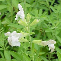 Autumn Sage - White (Salvia greggii)