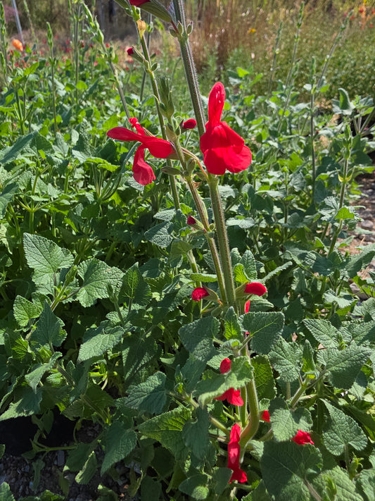Darcy's Mexican Sage (Salvia darcyi aka Salvia oresbia)