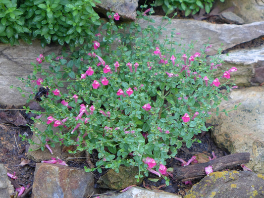 Pink Skullcap (Scutellaria suffrutescens)