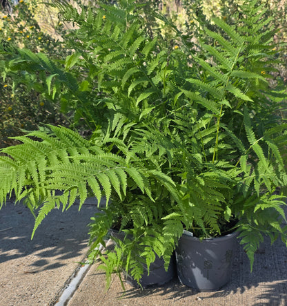 Southern Wood Fern 1 gal / Photo Credit: Michaela Kral
