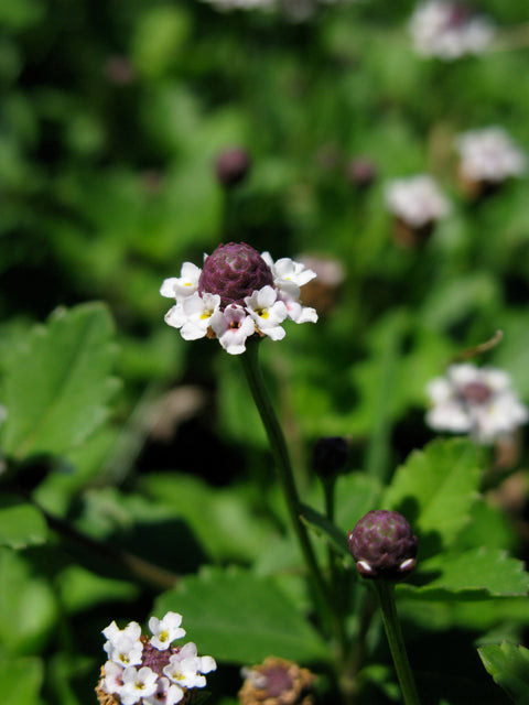 Frogfruit (Phyla nodiflora var. incisa)