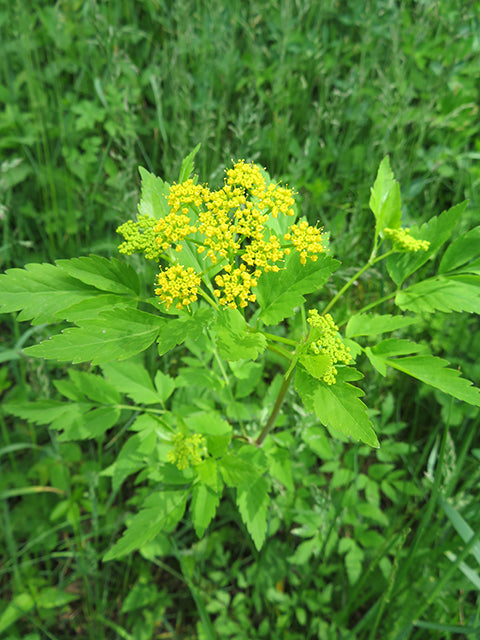 Photo by Thomas L. Muller