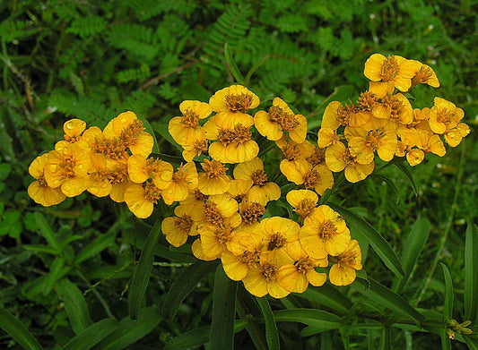 Mexican Mint Marigold (Tagetes lucida)