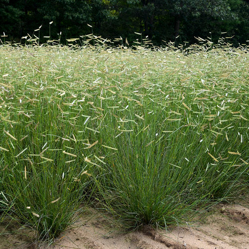Blue Grama ‘Blonde Ambition’ (Bouteloua gracilis ‘Blonde Ambition’)