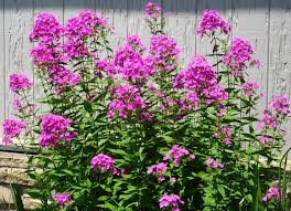 Garden Phlox 'Robert Poore' (Phlox paniculata 'Robert Poore')