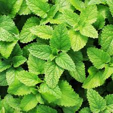 Mint 'Spearmint' (Mentha spicata)