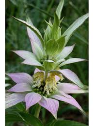 Bee Balm 'Bee Bop' (Monarda punctata)