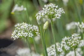 Chives 'Garlic' (Allium tuberosum)
