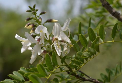 Arroyo Sweetwood (Myrospermum sousanum)