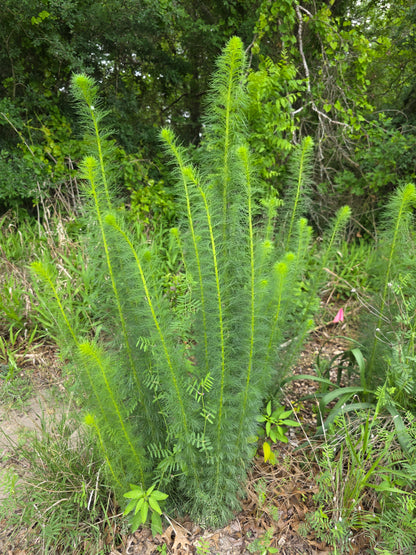 Standing Cypress (Ipomopsis rubra) - ORGANICALLY GROWN