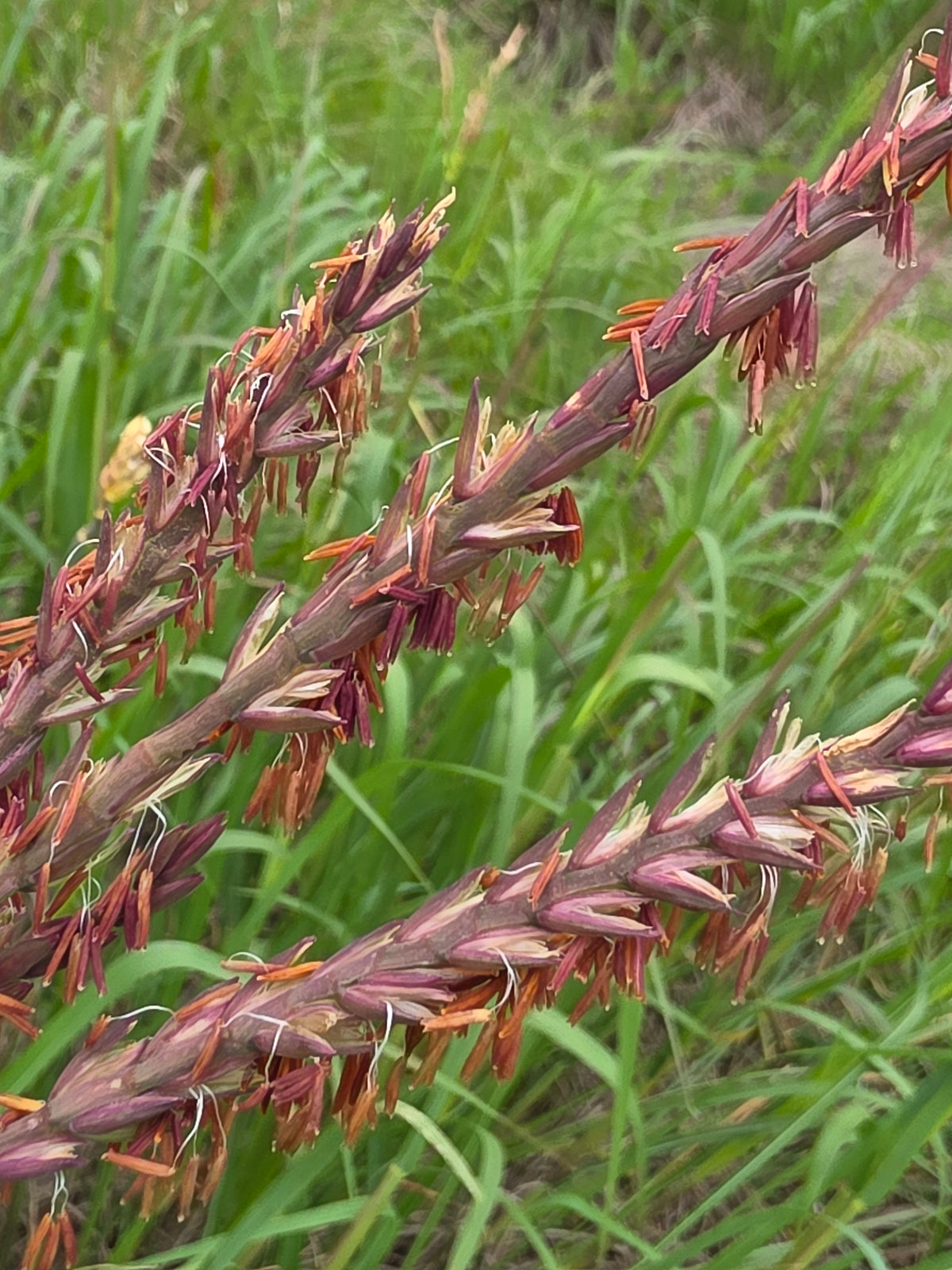 Eastern Gamagrass (Tripsacum dactyloides)