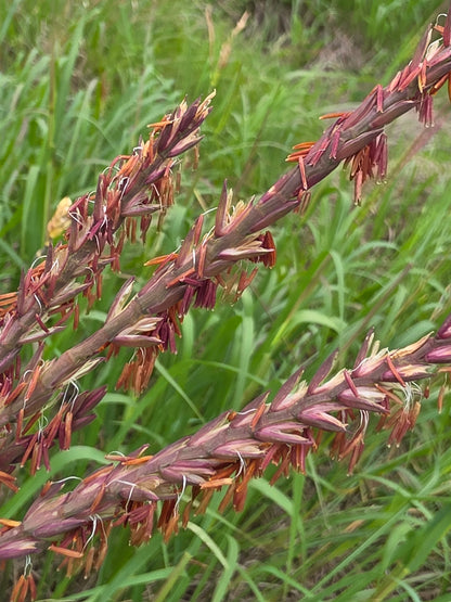 Eastern Gamagrass (Tripsacum dactyloides)