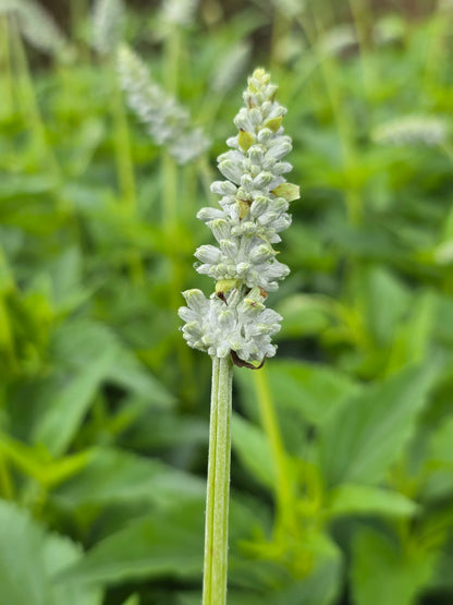 Mealy Sage 'Augusta Duelberg' (Salvia farinacea 'Augusta Duelberg')