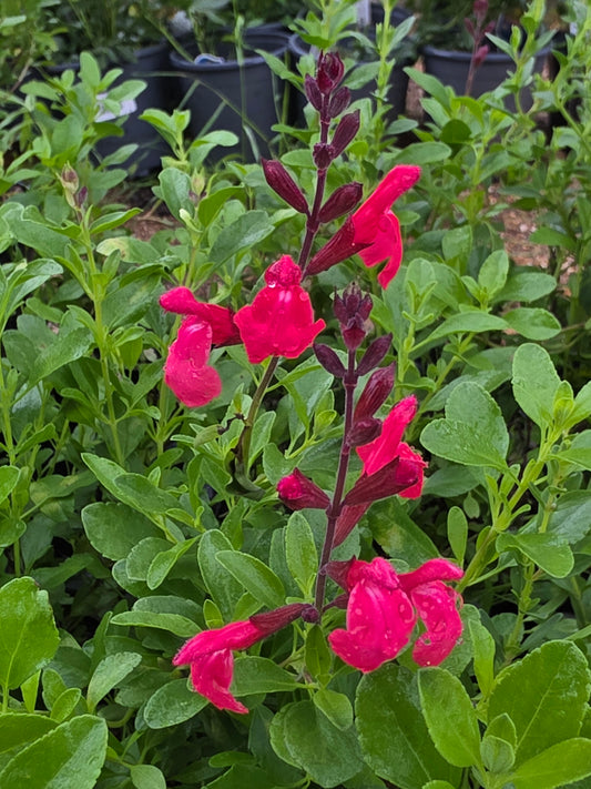 Autumn Sage 'Lipstick' (Coral) (Salvia greggii 'Lipstick')