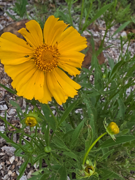 Lanceleaf Coreopsis (Coreopsis lanceolata)