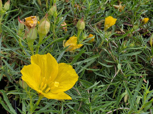 Sundrops (Calylophus berlandieri) - ORGANICALLY GROWN