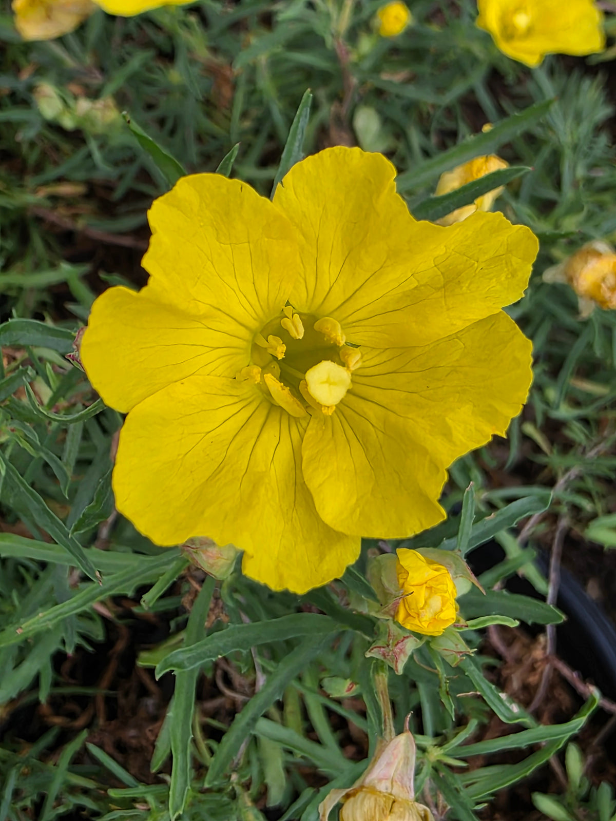 Sundrops (Calylophus berlandieri) - ORGANICALLY GROWN