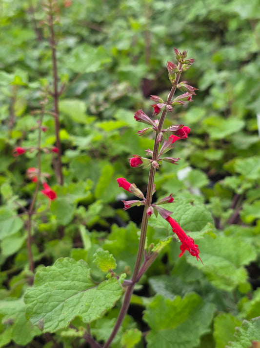 Cedar Sage (Salvia roemeriana)