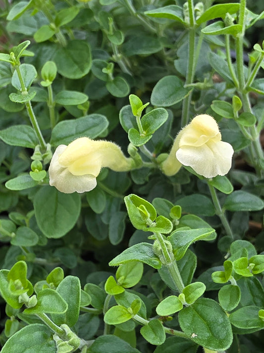 Yellow Skullcap (Scutellaria orientalis)