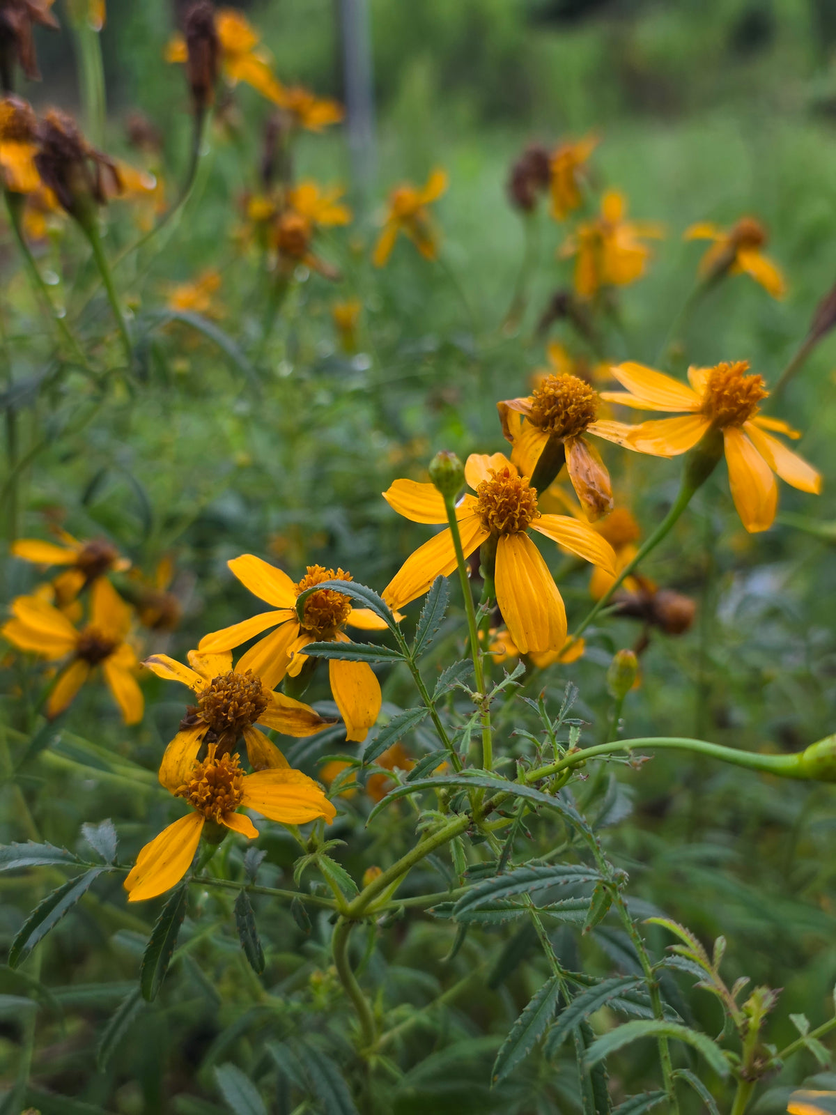 Copper Canyon Daisy (Tagetes lemmonnii)