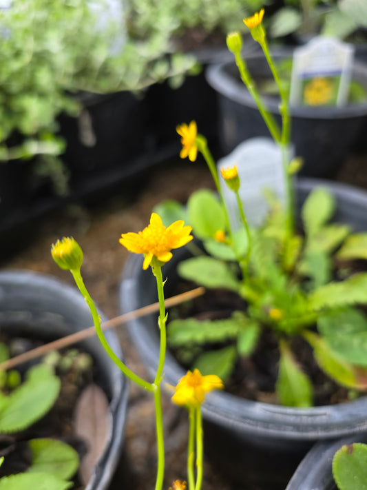 Golden Groundsel (Packera aurea)