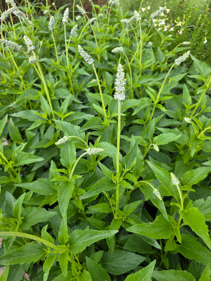 Mealy Sage 'Augusta Duelberg' (Salvia farinacea 'Augusta Duelberg')