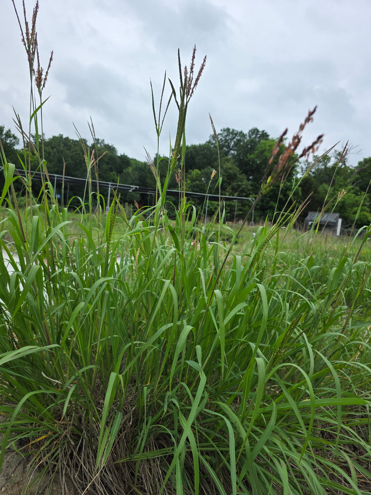 Eastern Gamagrass (Tripsacum dactyloides)